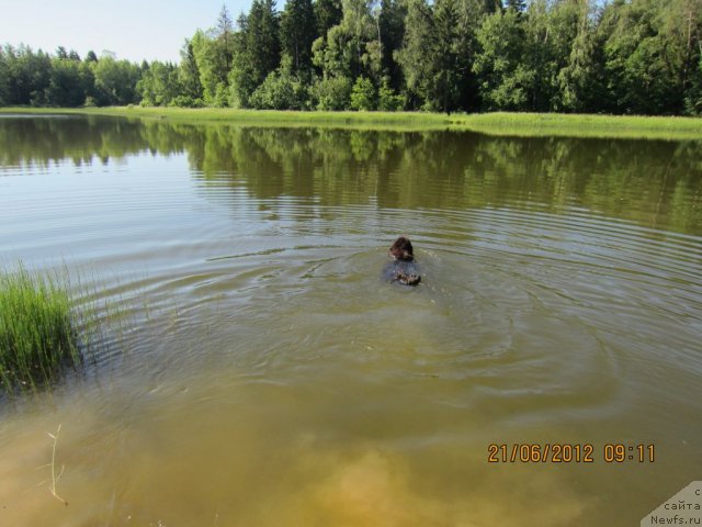 Фото: ньюфаундленд Very Fairweathers X'Got The Rhythm