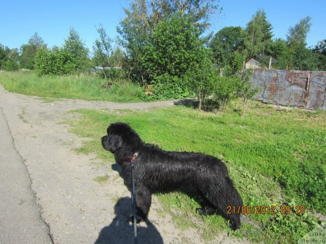 Фото: ньюфаундленд Very Fairweathers X'Got The Rhythm