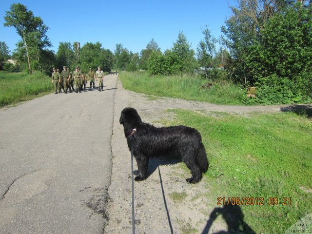 Фото: ньюфаундленд Very Fairweathers X'Got The Rhythm