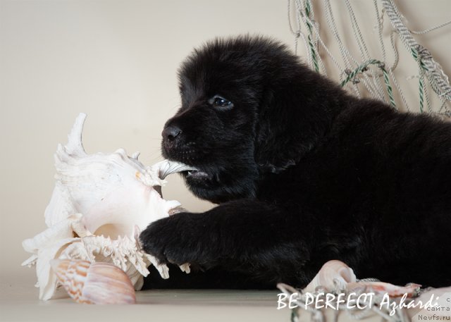 Фото: ньюфаундленд Bi Perfekt Ajardi (Би Перфект Ажарди)