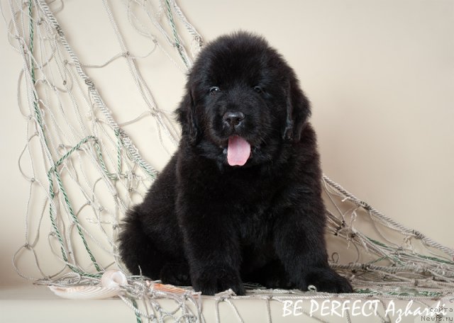Фото: ньюфаундленд Bi Perfekt Ajardi (Би Перфект Ажарди)