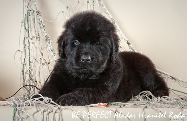 Фото: ньюфаундленд Bi Perfekt Aladar Hranitel' Roda (Би Перфект Аладар Хранитель Рода)