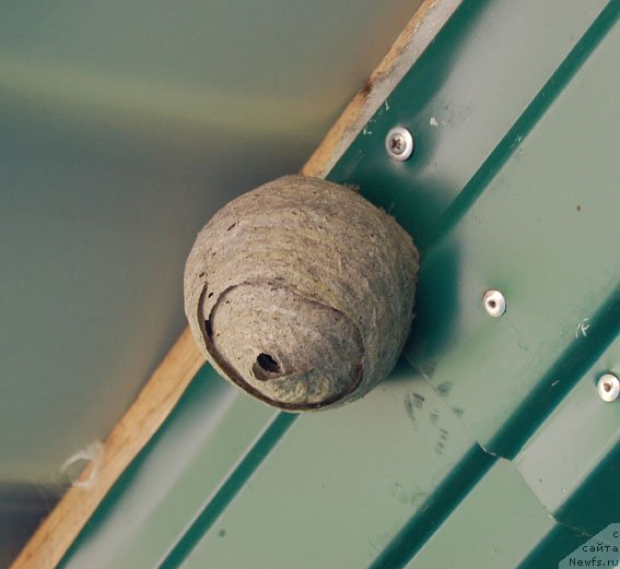 Фотография № 99270