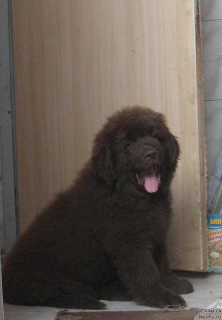 Фото: ньюфаундленд Horoshaja Devchonka s Berega Dona (Хорошая Девчонка с Берега Дона)