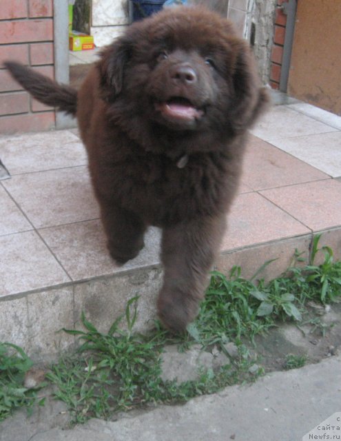 Фотография № 99274