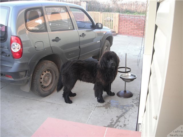 Фото: ньюфаундленд Kumir Sibiri ot Marleon Dusvik (Кумир Сибири от Марлеон Дусвик)