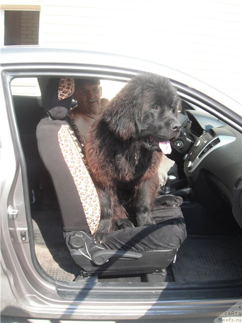 Фото: ньюфаундленд Kumir Sibiri ot Marleon Dusvik (Кумир Сибири от Марлеон Дусвик)