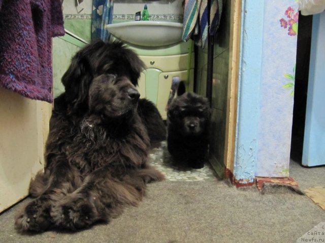 Фото: ньюфаундленд Dyurbahler Klab Al'faretta Vin'etta (Дюрбахлер Клаб Альфаретта Виньетта), ньюфаундленд Melty Wave Marine Tifeya (Мелти Вейв Марин Тифея)