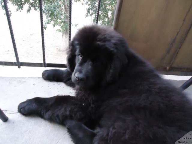 Фото: ньюфаундленд Vronika Ye Satisfaction Super Mishka