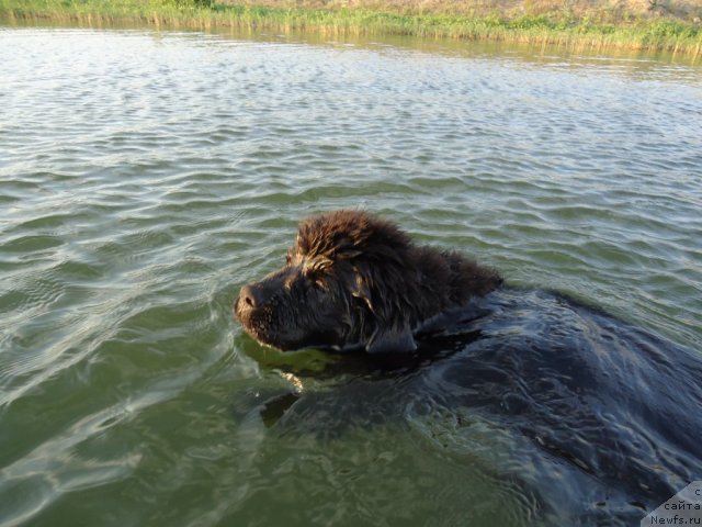 Фото: ньюфаундленд Vronika Ye Satisfaction Super Mishka