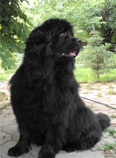 Фото: ньюфаундленд Rimskaya Imperiya (Римская Империя)