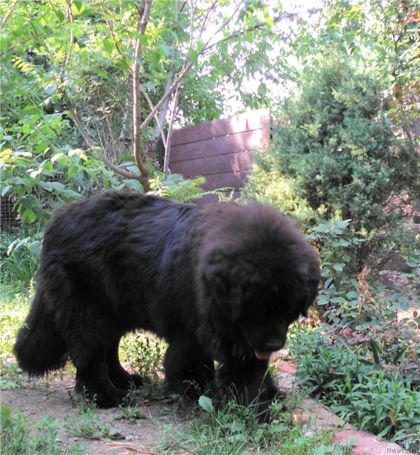 Фото: ньюфаундленд YAroslava Bol'shaya Medvedica (Ярослава Большая Медведица)