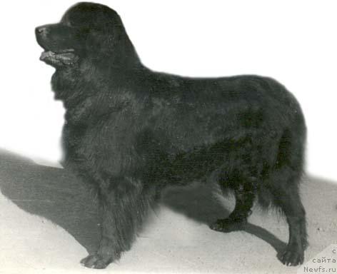 Фото: ньюфаундленд Freddi Bey (Фредди Бей)