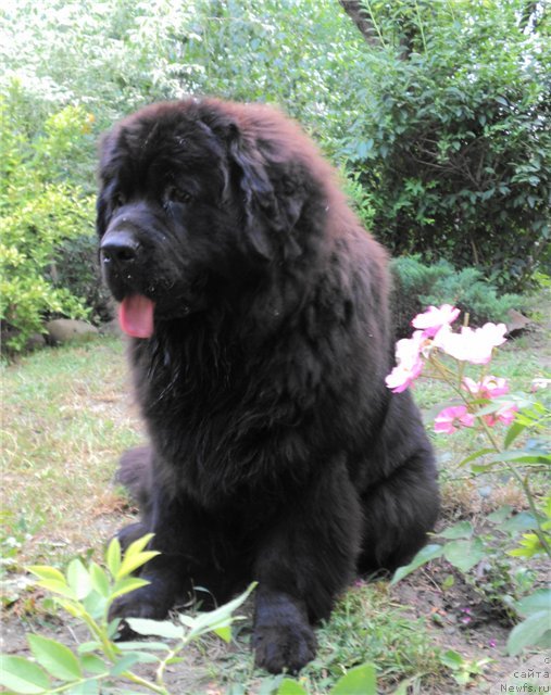 Фото: ньюфаундленд YAroslava Bol'shaya Medvedica (Ярослава Большая Медведица)