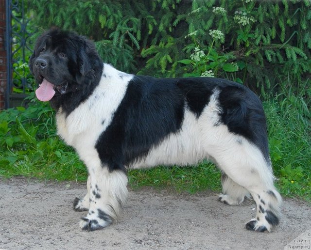 Фото: ньюфаундленд Threeponds Sunny Flower for Sent Djons