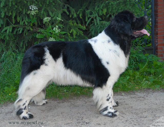 Фотография № 99307