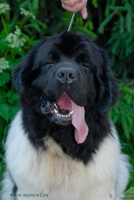 Фотография № 99311