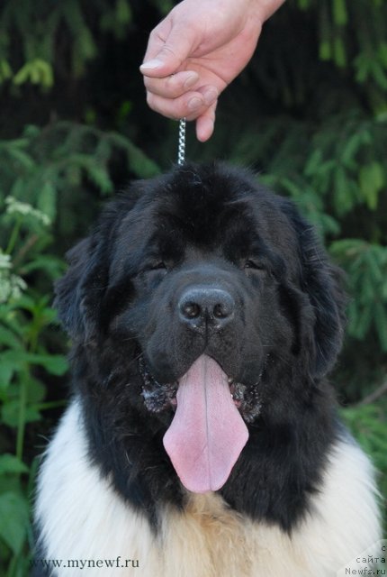 Фотография № 99313