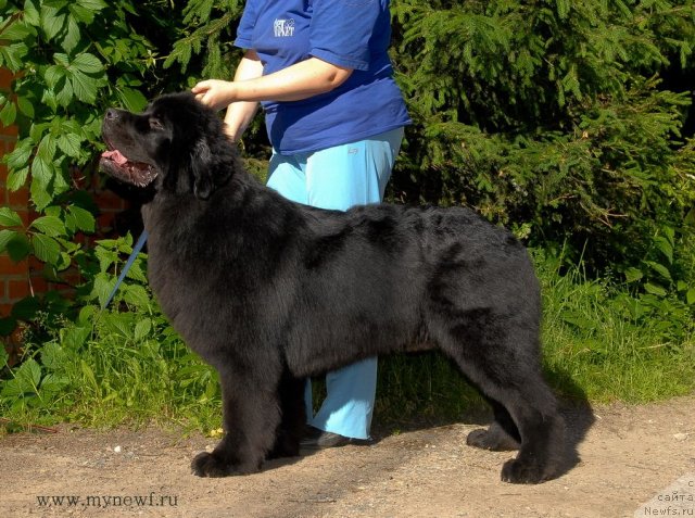 Фото: ньюфаундленд Sent Djons Halb'yorn Framsan (Сент Джонс Халбьёрн Фрамсан)