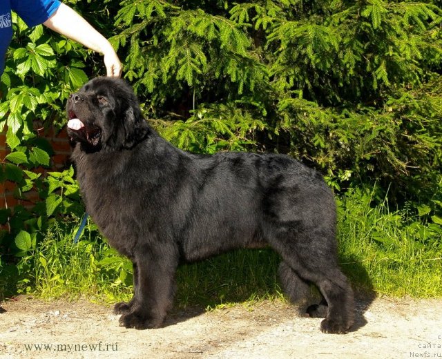 Фото: ньюфаундленд Sent Djons Halb'yorn Framsan (Сент Джонс Халбьёрн Фрамсан)