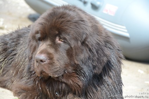 Фото: ньюфаундленд Zvezdnaya Toskana Lesnaya Raskrasavica (Звездная Тоскана Лесная Раскрасавица)