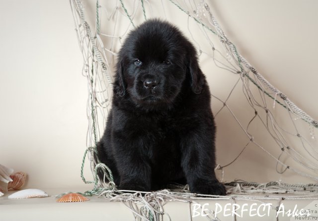 Фото: ньюфаундленд Ih Visochestvo Vilana Blum (Их Высочество Вилана Блум), ньюфаундленд Lifeguard's American Style