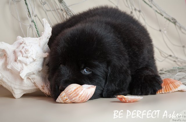Фото: ньюфаундленд Ih Visochestvo Vilana Blum (Их Высочество Вилана Блум), ньюфаундленд Lifeguard's American Style