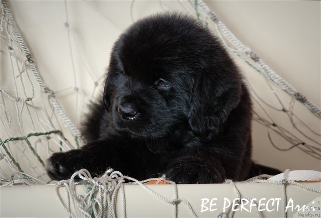 Фото: ньюфаундленд Bi Perfekt Arni (Би Перфект Арни)