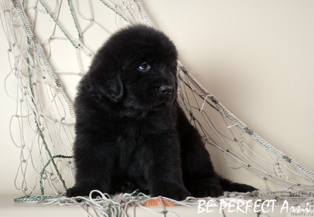 Фото: ньюфаундленд Bi Perfekt Arni (Би Перфект Арни)