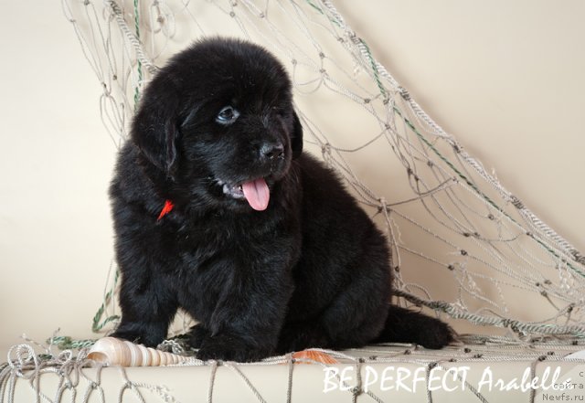 Фото: ньюфаундленд Lifeguard's American Style, ньюфаундленд Ih Visochestvo Vilana Blum (Их Высочество Вилана Блум)