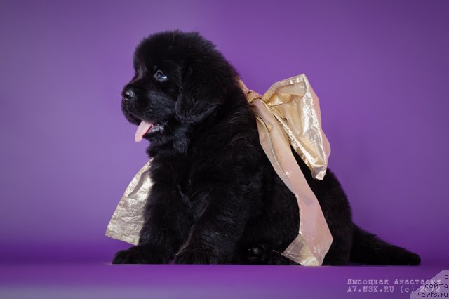 Фото: ньюфаундленд Bi Perfekt Asker (Би Перфект Аскер)