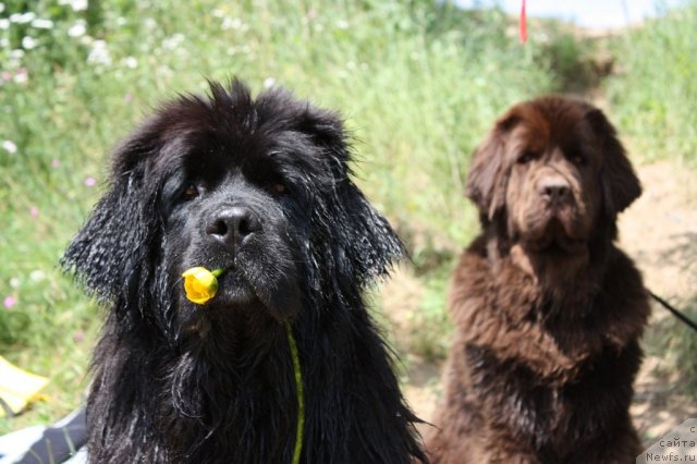 Фото: ньюфаундленд CHansi iz Zolotogo Treugol'nika (Чанси из Золотого Треугольника), ньюфаундленд Chernyi Sharm Angel'skaya Krasota (Черный Шарм Ангельская Красота)