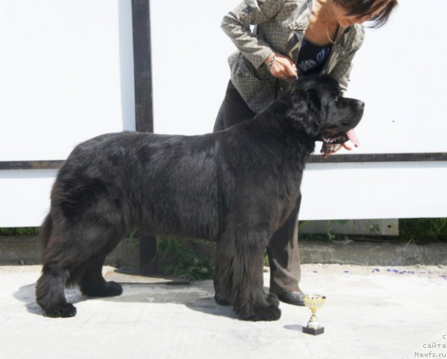 Фото: ньюфаундленд Beguschaya po Volnam Dancing Queen (Бегущая по Волнам Дансинг Квин)
