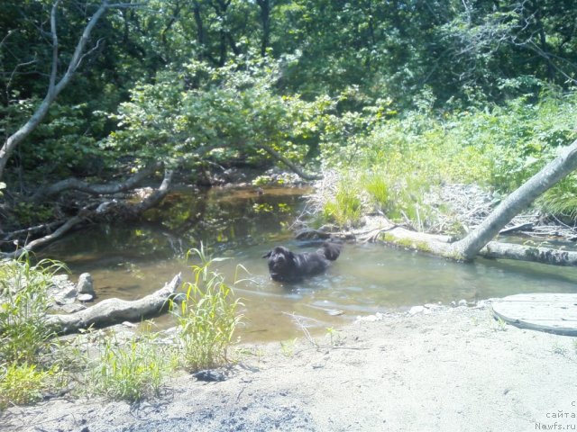 Фото: ньюфаундленд Nessi Blyek s  Lesnoy Zaimki (Несси Блэк с  Лесной Заимки)