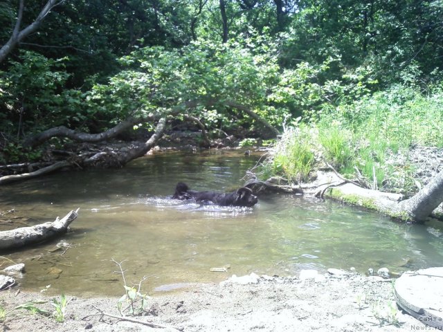 Фото: ньюфаундленд Nessi Blyek s  Lesnoy Zaimki (Несси Блэк с  Лесной Заимки)