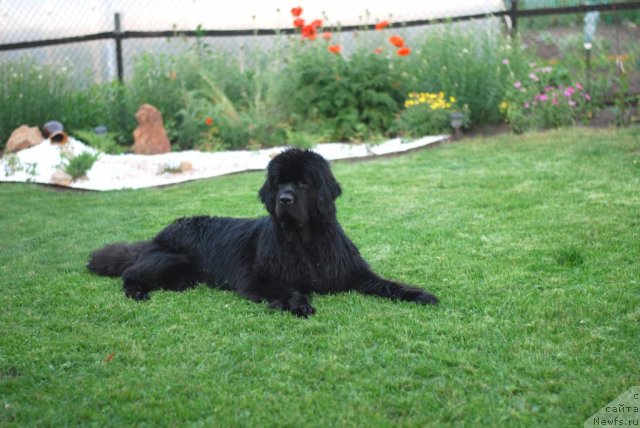 Фото: ньюфаундленд Formula Lyubvi ot Sibirskogo Medvedya (Формула Любви от Сибирского Медведя)