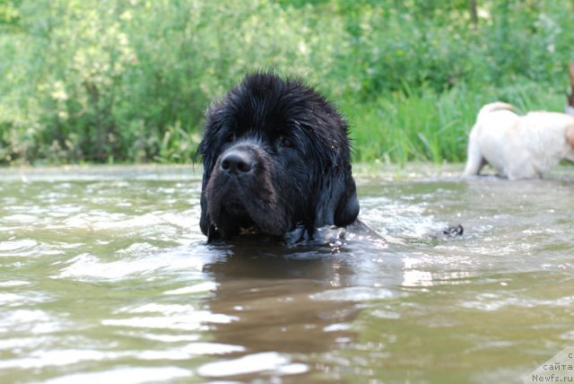 Фото: ньюфаундленд Formula Lyubvi ot Sibirskogo Medvedya (Формула Любви от Сибирского Медведя)