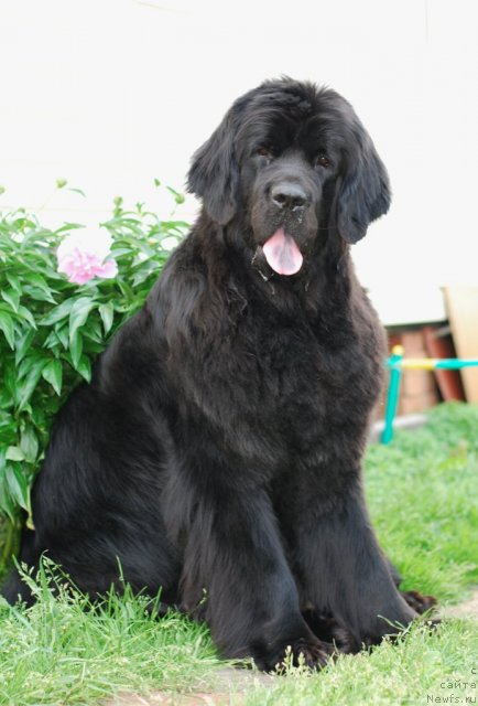 Фото: ньюфаундленд Formula Lyubvi ot Sibirskogo Medvedya (Формула Любви от Сибирского Медведя)