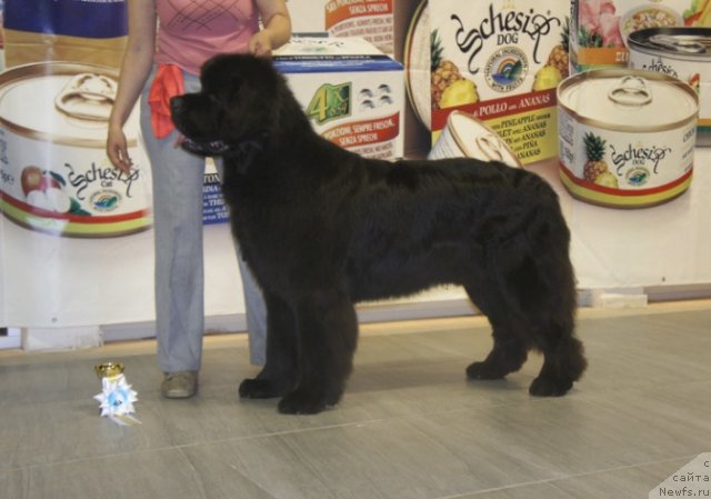 Фото: ньюфаундленд Smigar Gordon Fellow (Смигар Гордон-Феллоу)