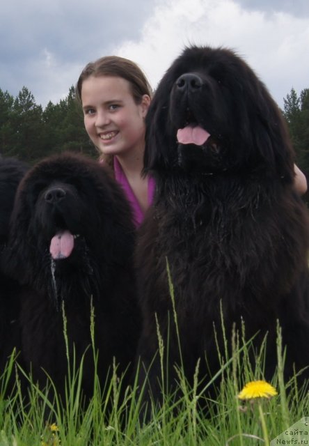 Фото: ньюфаундленд Fann'yuf Tibul Jelannyiy dlya Ih Vyisochestva (Фанньюф Тибул Желанный для Их Высочества), ньюфаундленд Ih Vyisochestvo Giacinta Briz (Их Высочество Гиацинта Бриз)