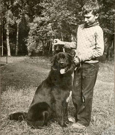 Фото: ньюфаундленд Ovod (Овод)