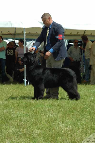 Фото: ньюфаундленд Spillways Pouch Cove Cayuga
