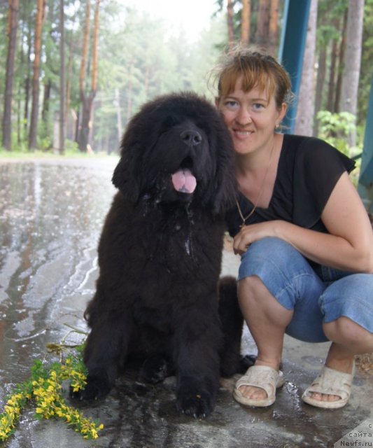 Фото: ньюфаундленд Fann'yuf Tibul Jelannyiy dlya Ih Vyisochestva (Фанньюф Тибул Желанный для Их Высочества), Ol'ga Trapeznikova (Ольга Трапезникова)