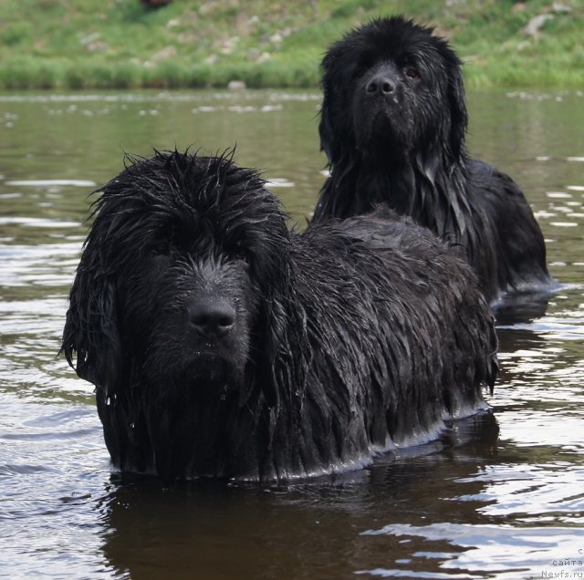 Фото: ньюфаундленд Fann'yuf Tibul Jelannyiy dlya Ih Vyisochestva (Фанньюф Тибул Желанный для Их Высочества), ньюфаундленд Ih Vyisochestvo Batterflyay Blyek Omeliya (Их Высочество Баттерфляй Блэк Омелия)