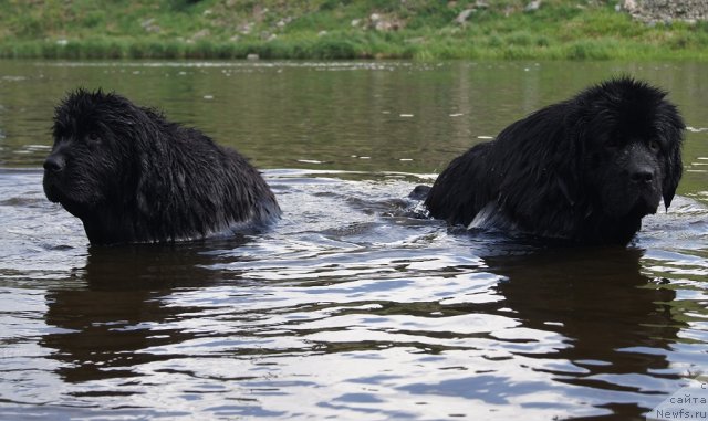 Фото: ньюфаундленд Fann'yuf Tibul Jelannyiy dlya Ih Vyisochestva (Фанньюф Тибул Желанный для Их Высочества), ньюфаундленд Ih Vyisochestvo Batterflyay Blyek Omeliya (Их Высочество Баттерфляй Блэк Омелия)