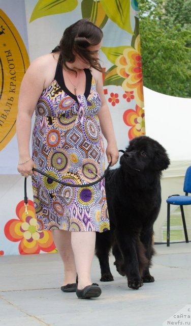 Фото: ньюфаундленд Princ Al'finskiy (Принц Альфинский), Tat'yana Komissarova (Татьяна Комиссарова)