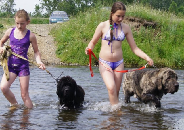 Фото: ньюфаундленд Fann'yuf Tibul Jelannyiy dlya Ih Vyisochestva (Фанньюф Тибул Желанный для Их Высочества)