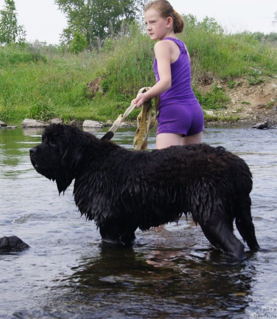 Фото: ньюфаундленд Fann'yuf Tibul Jelannyiy dlya Ih Vyisochestva (Фанньюф Тибул Желанный для Их Высочества)