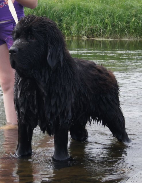 Фото: ньюфаундленд Fann'yuf Tibul Jelannyiy dlya Ih Vyisochestva (Фанньюф Тибул Желанный для Их Высочества)
