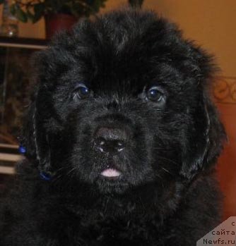 Фото: ньюфаундленд Ratmir iz Plemeni Kedra (Ратмир из Племени Кедра)